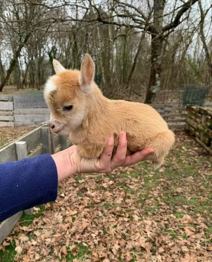 2. This cute goat baby