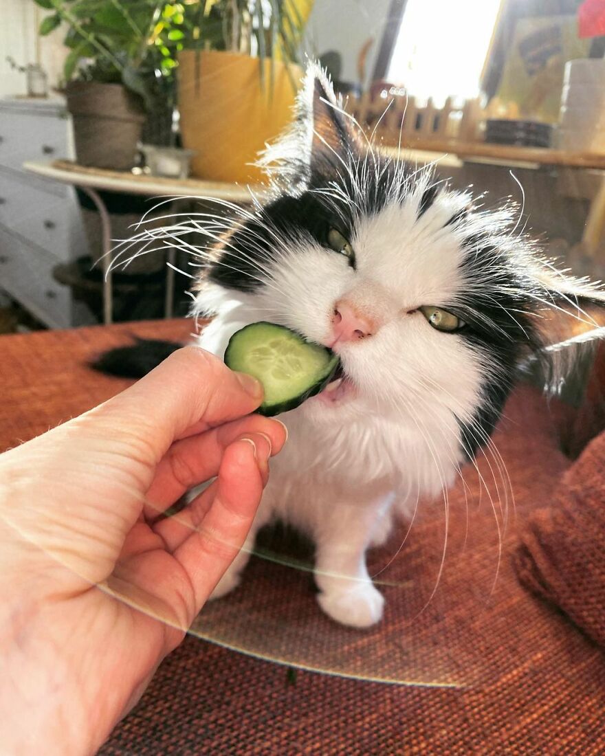 This Cat From Finland Loves Munching On Cucumbers