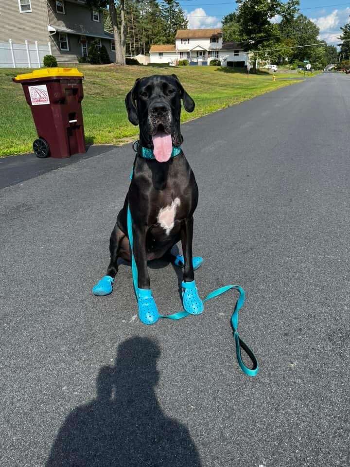 dog wearing crocs