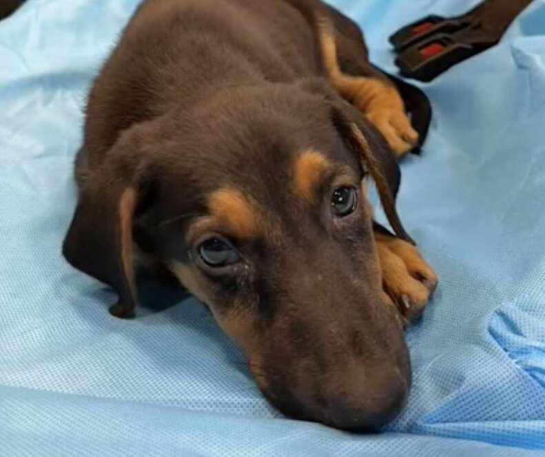 A sad puppy lays on bed in an ambulance.