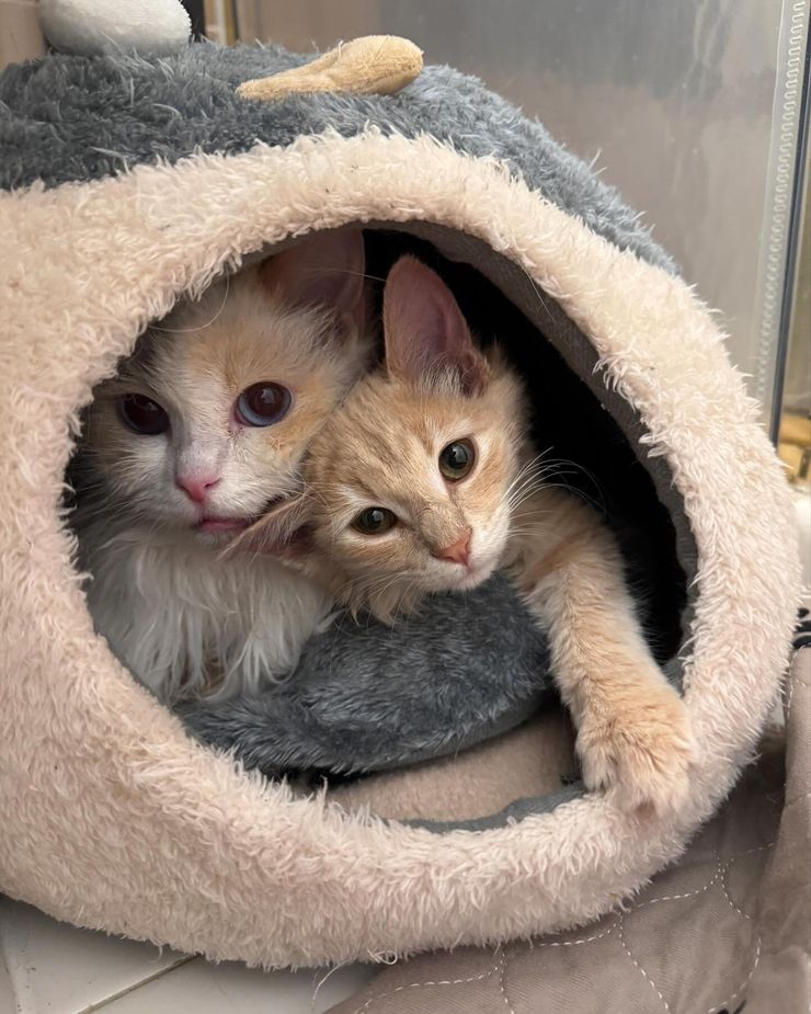 snuggly kittens bed