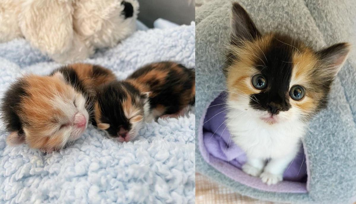 Kitten Rescued at 3 Days Old as the Runt of Her Litter Shows Biggest Personality and Sass