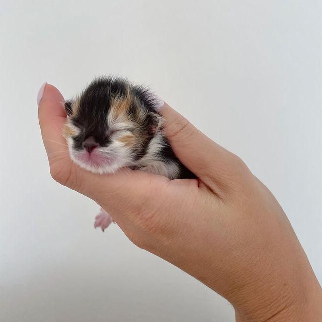 runt kitten