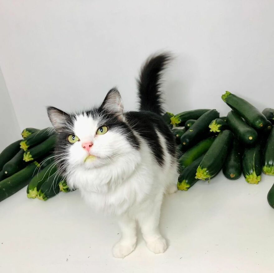 This Cat From Finland Loves Munching On Cucumbers