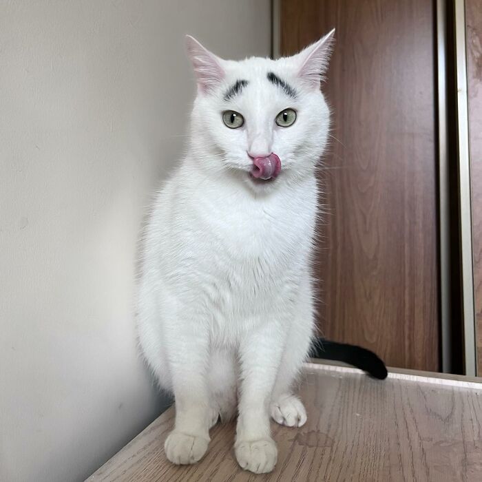 Meet Hénri, A Cat With Eyebrows Who Went Viral Because Of His Unique Facial Markings