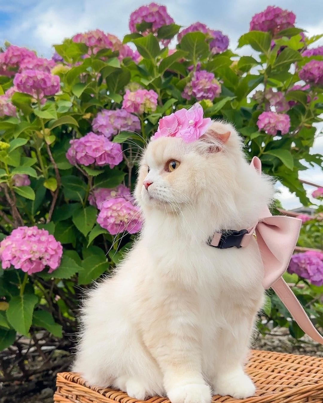 Có thể là hình ảnh về mèo ragdoll