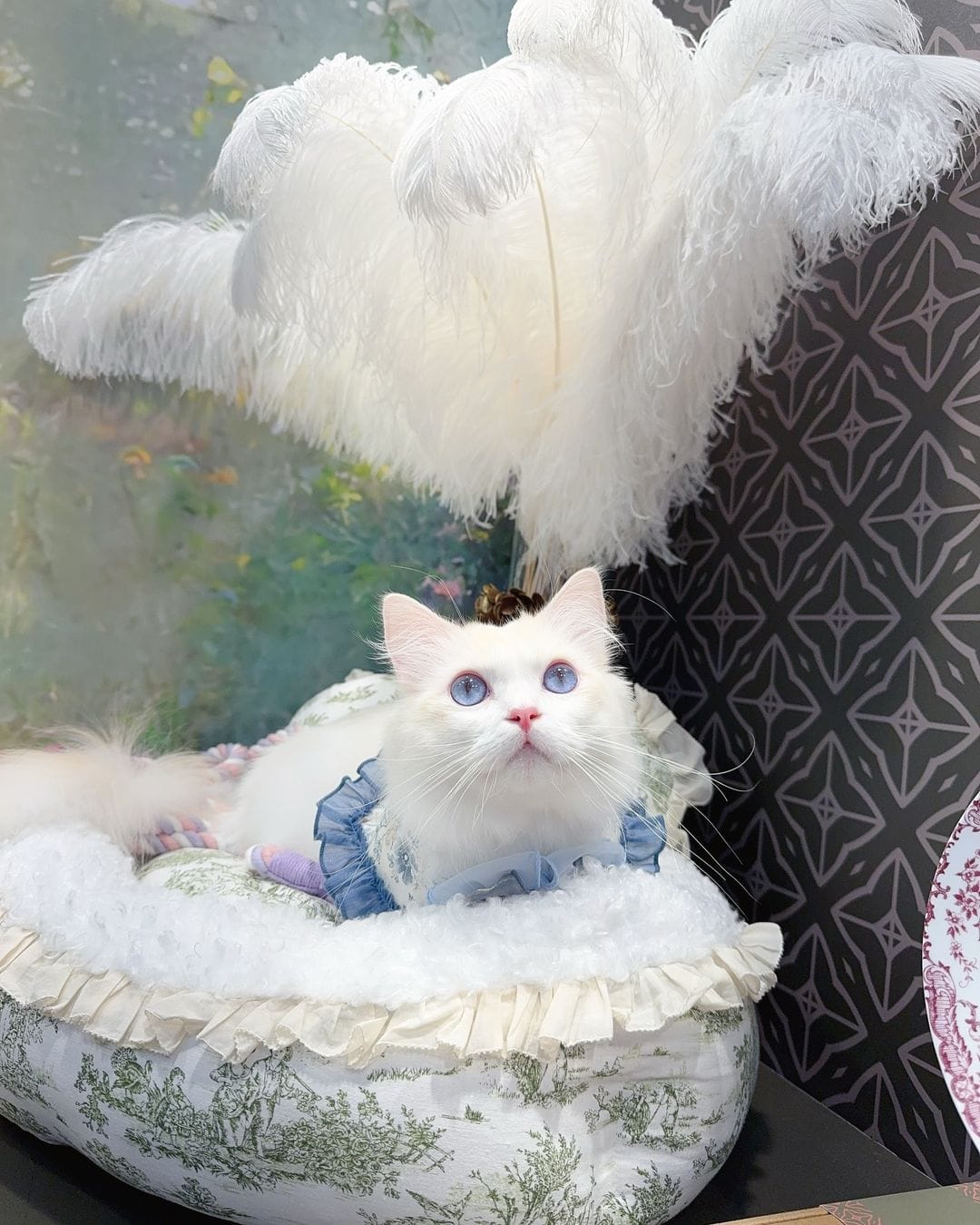 Có thể là hình ảnh về mèo ragdoll