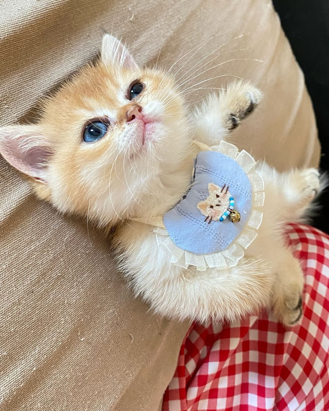 Có thể là hình ảnh về mèo ragdoll