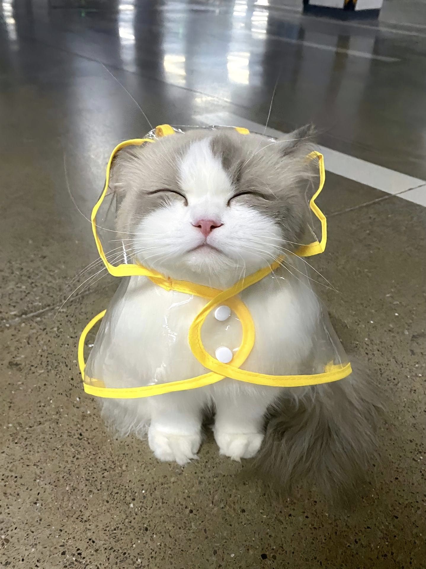 Có thể là hình ảnh về mèo ragdoll