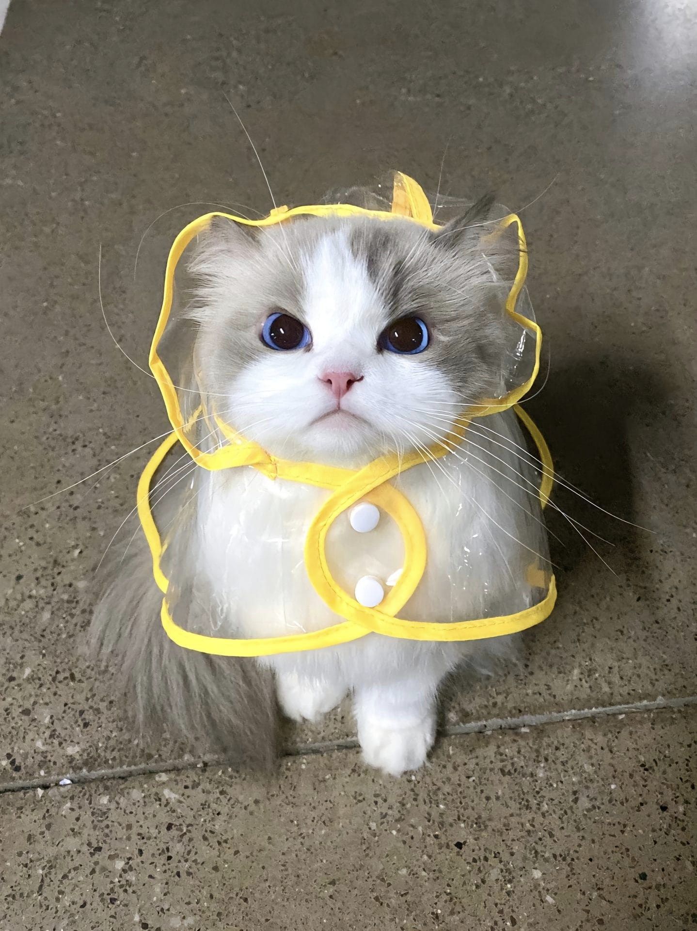 Có thể là hình ảnh về mèo ragdoll