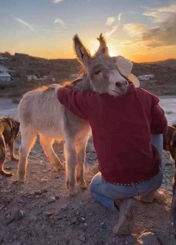 donkey behaving like a dog