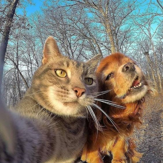 Cat selfies Well, these selfies are definitely better than mine. ???? How about you.? Credit -yoremahm | IG