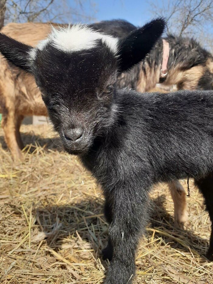 1. Sooo... our goat had babies yesterday...