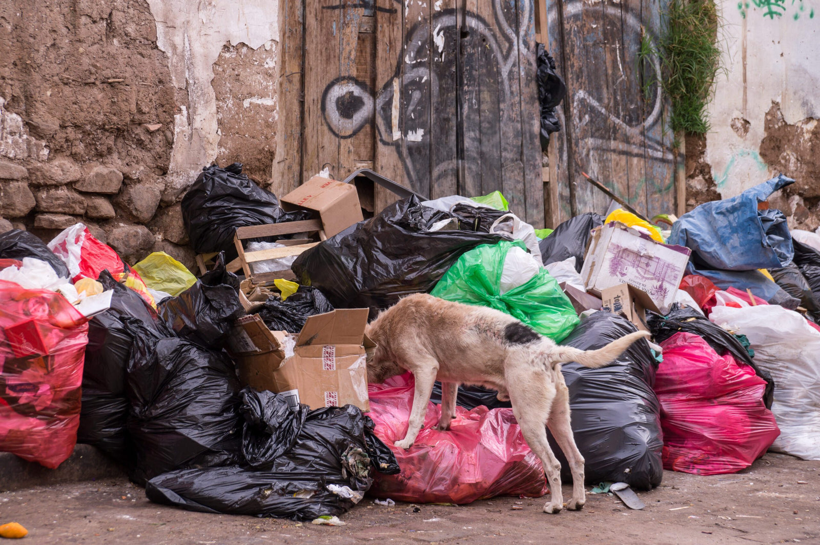 Top 10 Common Problems Caused by Stray Dogs | Nature's Mace