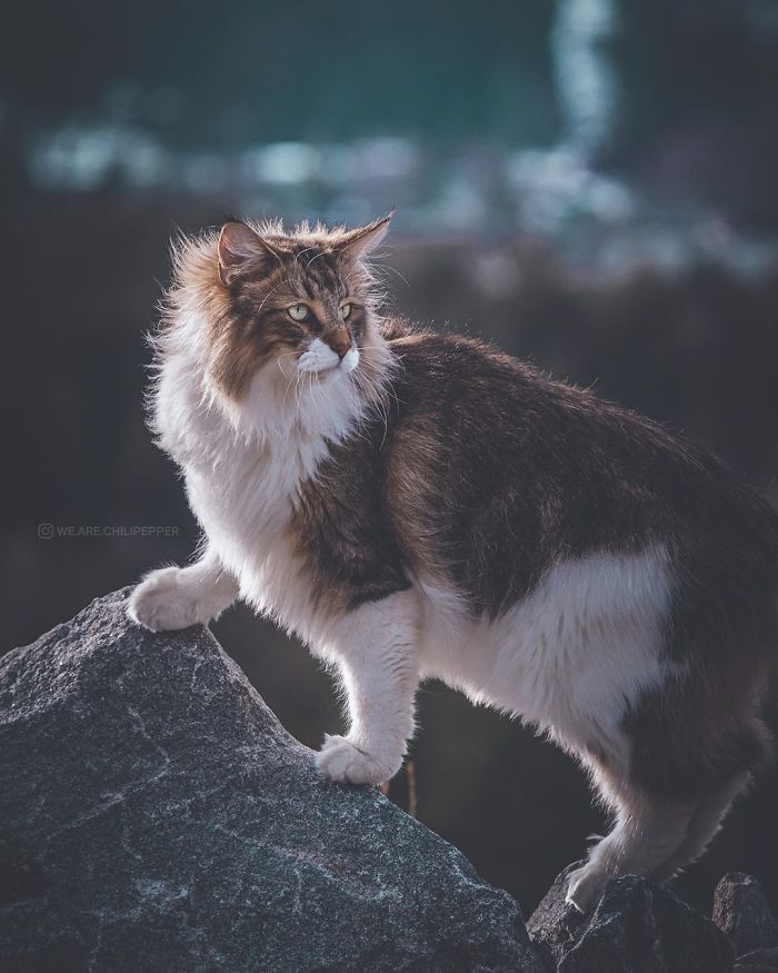 Owners Let Their Norwegian Forest Cat Roam Freely Outside, And He Looks Majestic (32 Pics)