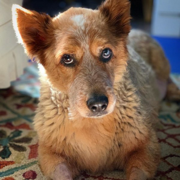 Arbuckle lost the weight he needed to lose, but the impact of the strain on his body meant that he didn't have many years left to live.