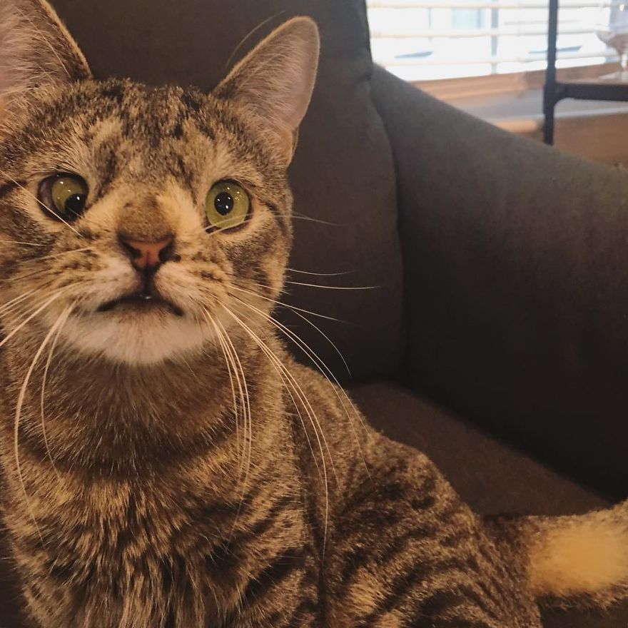 Meet The Cat With An Extra Chromosome Put On Death Row Because She Looked A Little Different