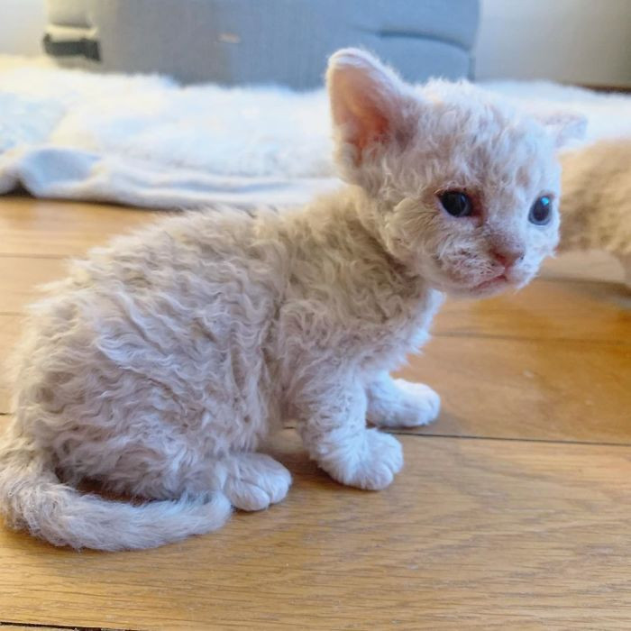 Curly Kitty