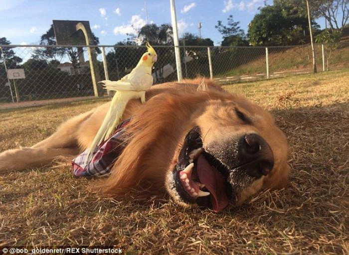 Bob is always ecstatic when he's hanging out with his buddies, and it's always clearly visible on his face.