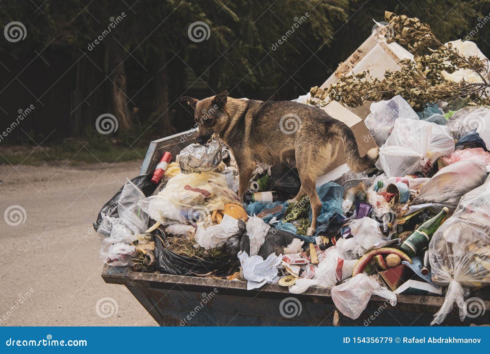 A Hungry Dirty Stray Dog Climbs in a Large Garbage Can and Searches for Food. a Mountain of Uncleaned Food Waste and Plastic Falls Stock Image - Image of falls, recycling: 154356779