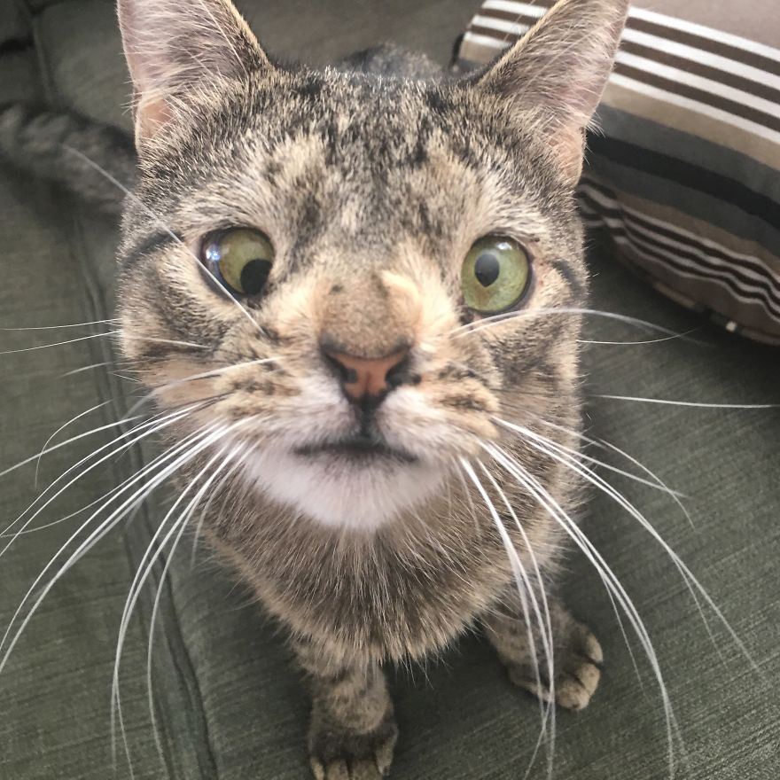 Meet The Cat With An Extra Chromosome Put On Death Row Because She Looked A Little Different