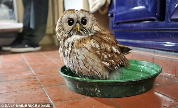 Another part of Bertie's routine is to take a bath in the dog's bowl or in a container for him to bathe in.