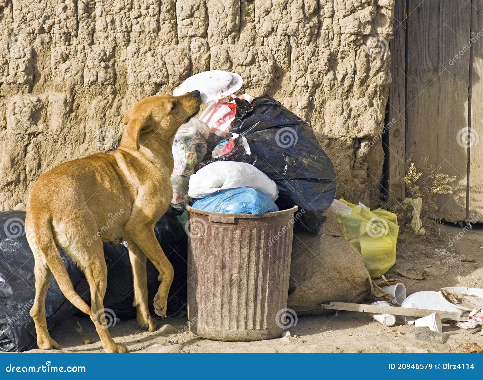 Stray Dog Looking for Food stock image. Image of poor - 20946579