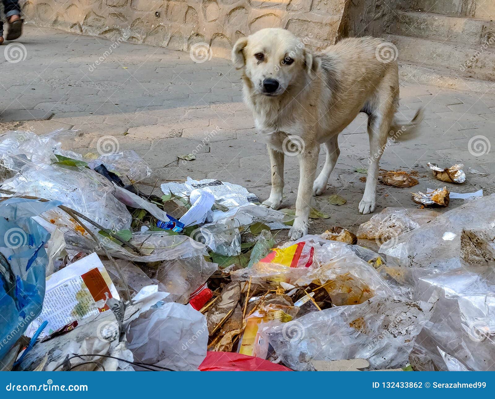 Stray dog searching food stock photo. Image of food - 132433862